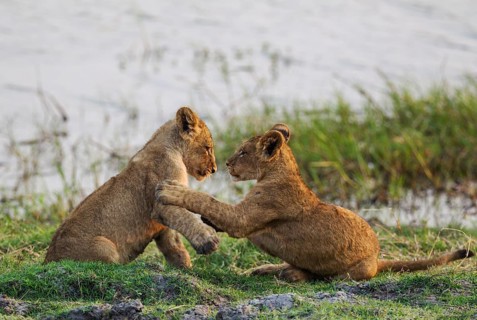 Lion (Panthera leo)