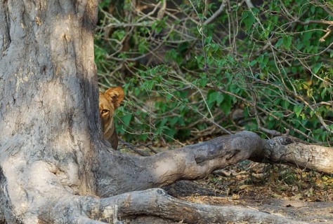 Lion (Panthera leo)