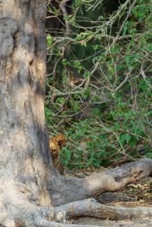Lion (Panthera leo)
