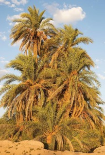 Date palms (Phoenix dactylifera) in the palmeries around Rissani
