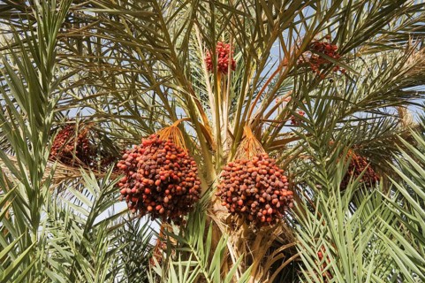 Bunches of ripe dates at a date palm (Phoenix dactylifera)