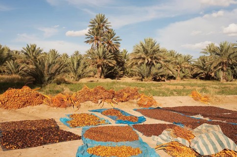 Harvested dates are sun-dried