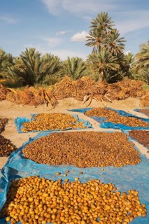Harvested dates are sun-dried