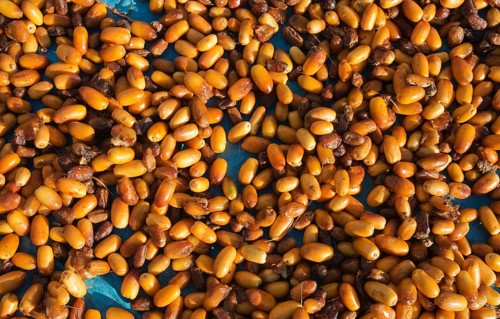 Harvested dates are sun-dried