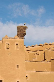 White Stork (Ciconia ciconia) in its nest on the Kasbah Taourirt in the town of Ouarzazate south of the High Atlas mountains