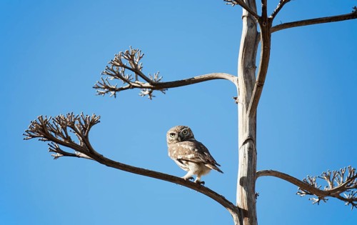 The partly diurnal Little Owl (Athene noctua)