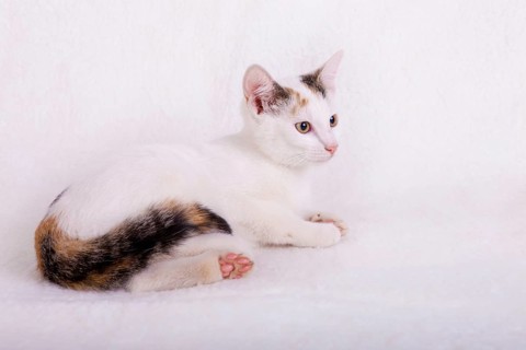 Young cat
