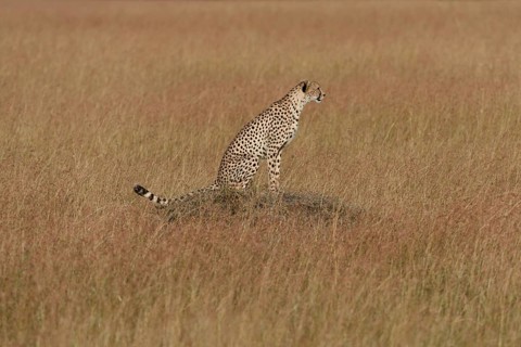 Cheetah (Acinonyx jubatus) sitting on a termite mound