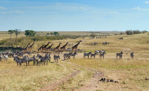 Zebras (Equus quagga) and giraffe (Giraffa camelopardalis) crossing a dried up river bed