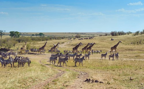Zebras (Equus quagga) and giraffe (Giraffa camelopardalis) crossing a dried up river bed