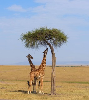 Masai giraffes (Giraffa camelopardalis)