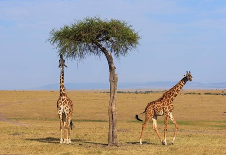 Masai giraffes (Giraffa camelopardalis)