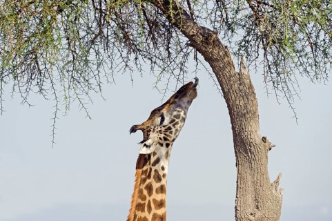 Masai giraffe (Giraffa camelopardalis) feeding on a great acacia tree