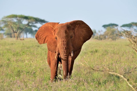 African Elephant bull (Loxodonta africana) in the morning light