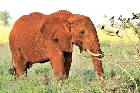 African Elephant bull (Loxodonta africana) in the morning light