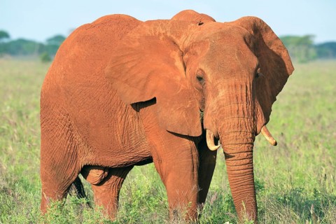 African Elephant bull (Loxodonta africana) in the morning light