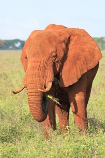African Elephant bull (Loxodonta africana) in the morning light