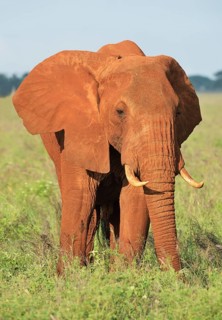 African Elephant bull (Loxodonta africana) in the morning light