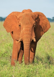 African Elephant bull (Loxodonta africana) in the morning light