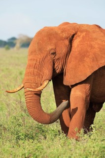 African Elephant bull (Loxodonta africana) in the morning light