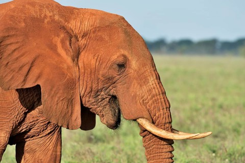 African Elephant bull (Loxodonta africana) in the morning light