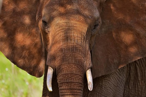 African Elephant (Loxodonta africana)