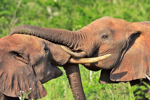 Fighting African Elephant bulls (Loxodonta africana)