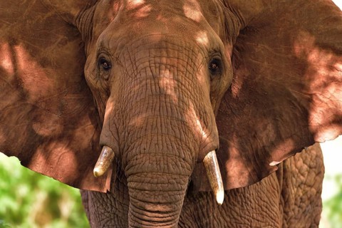 African Elephant (Loxodonta africana)
