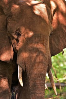 African Elephant (Loxodonta africana)