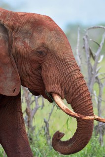 African Elephant bull (Loxodonta africana)