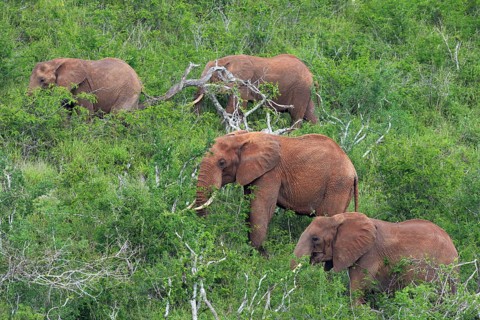 A group of African Elephants (Loxodonta africana) feeding on a hill
