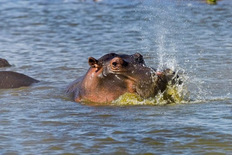 Hippo (Hippopotamus amphibious)