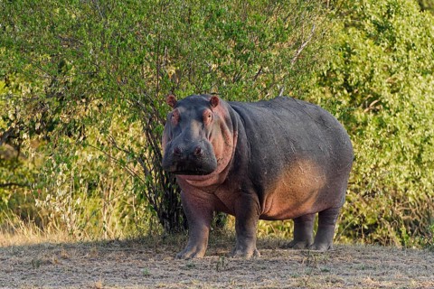 Hippo (Hippopotamus amphibious)