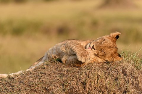 Lion cub (Panthera leo) in the evening light on a termite mound