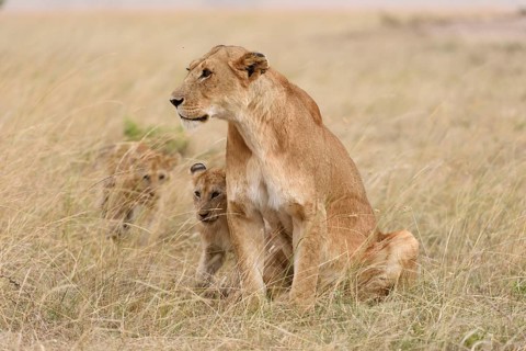 Lioness (Panthera leo) with cubs