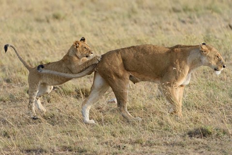 Lion (Panthera leo) cub playing with its mother