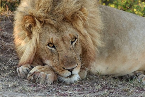 Male lion (Panthera leo)