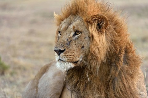 Male lion (Panthera leo)