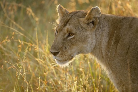 Lioness (Panthera leo)