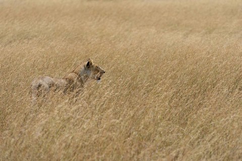 Lioness (Panthera leo) on the lookout