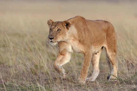 Lioness (Panthera leo) submissively approaching the male pack-leader