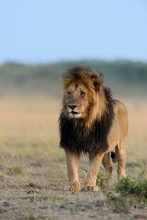 Male lion (Panthera leo) with a dark mane