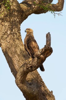 Tawny eagle (Aquila Rapax)