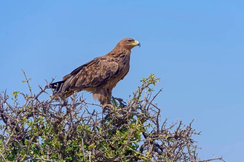 Tawny eagle (Aquila Rapax)