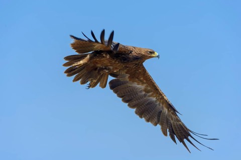 Tawny eagle (Aquila Rapax)