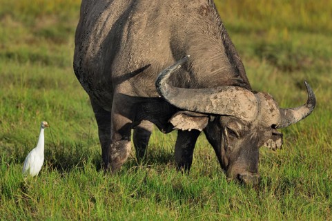 African buffalo or cape buffalo (Syncerus caffer)
