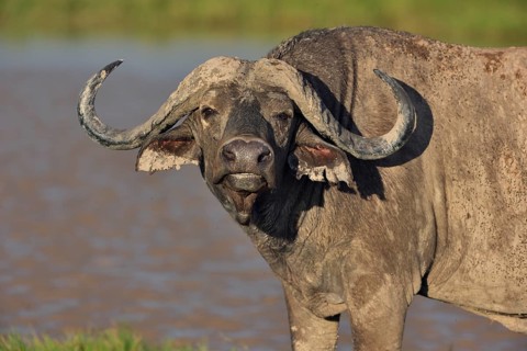 African buffalo or cape buffalo (Syncerus caffer)
