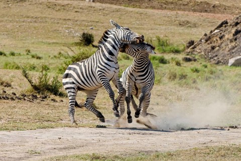Zebras (Equus quagga)
