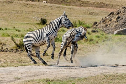 Zebras (Equus quagga)