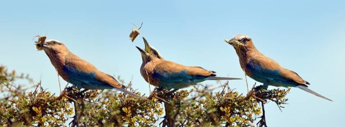Purple roller (Coracias naevia)